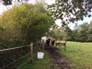 Die Vorher-Nachher-Reise lässt leider noch nicht los von unseren Pferden! Hier sehen wir unseren Hackschnitzelweg, damit die Pferdchen einen ordentlichen Flur zu ihrer Weide laufen können.