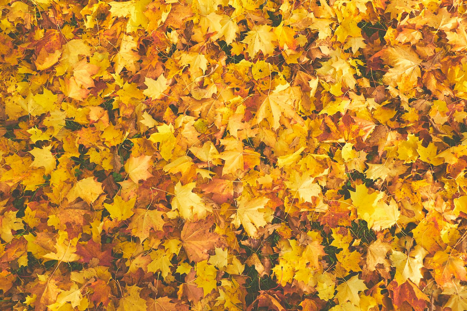 Humulus Herbst-Familientag