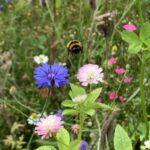 Familientag: Insektensommer im Humulus Garten