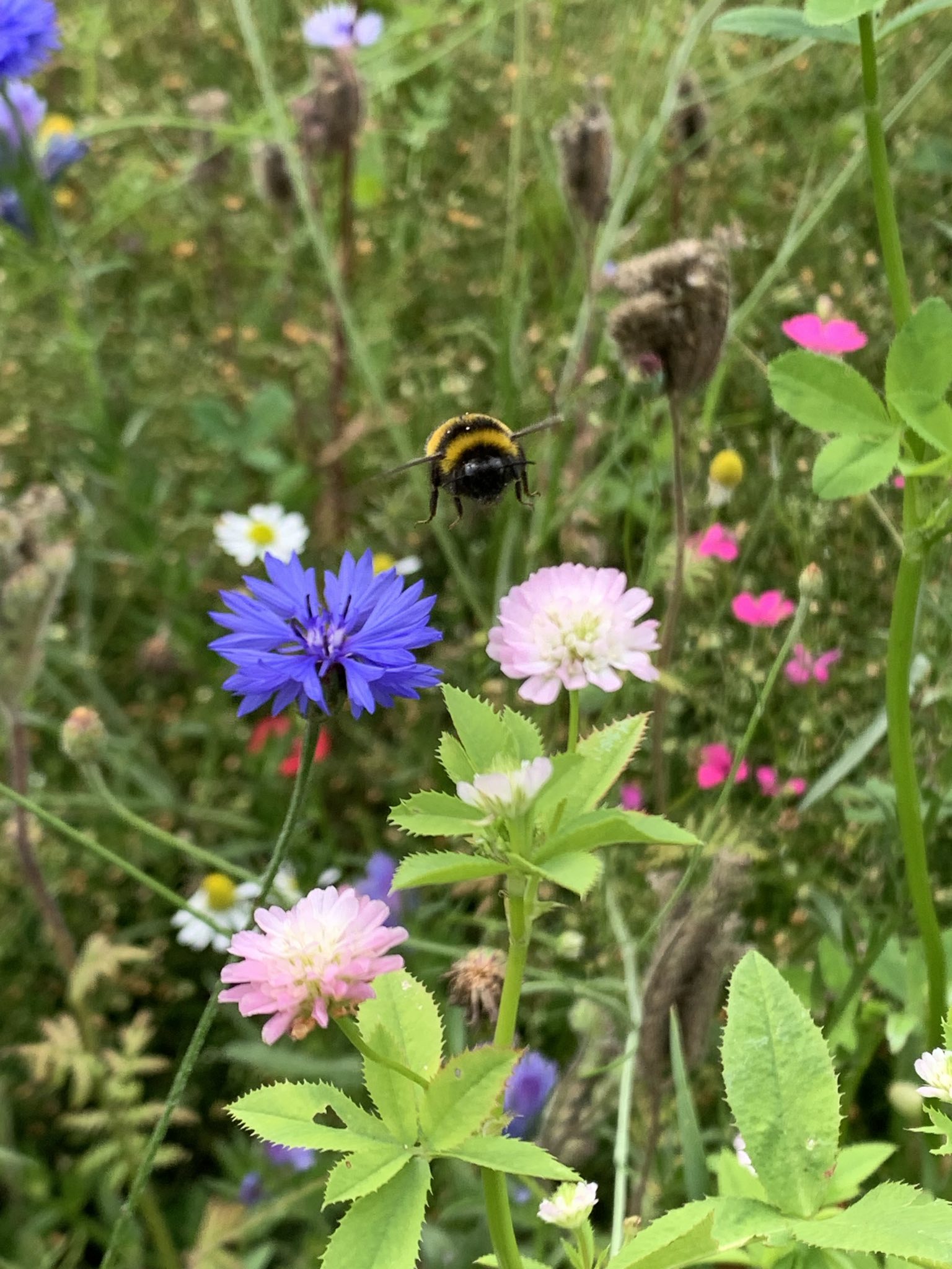 Abgesagt: Familientag: Insektensommer im Humulus Garten