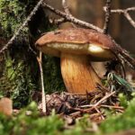 Pilzwanderung